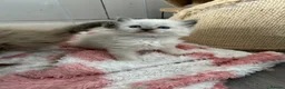 Ragdoll cats for sale: Stunning Ragdoll kittens  - Advert 15