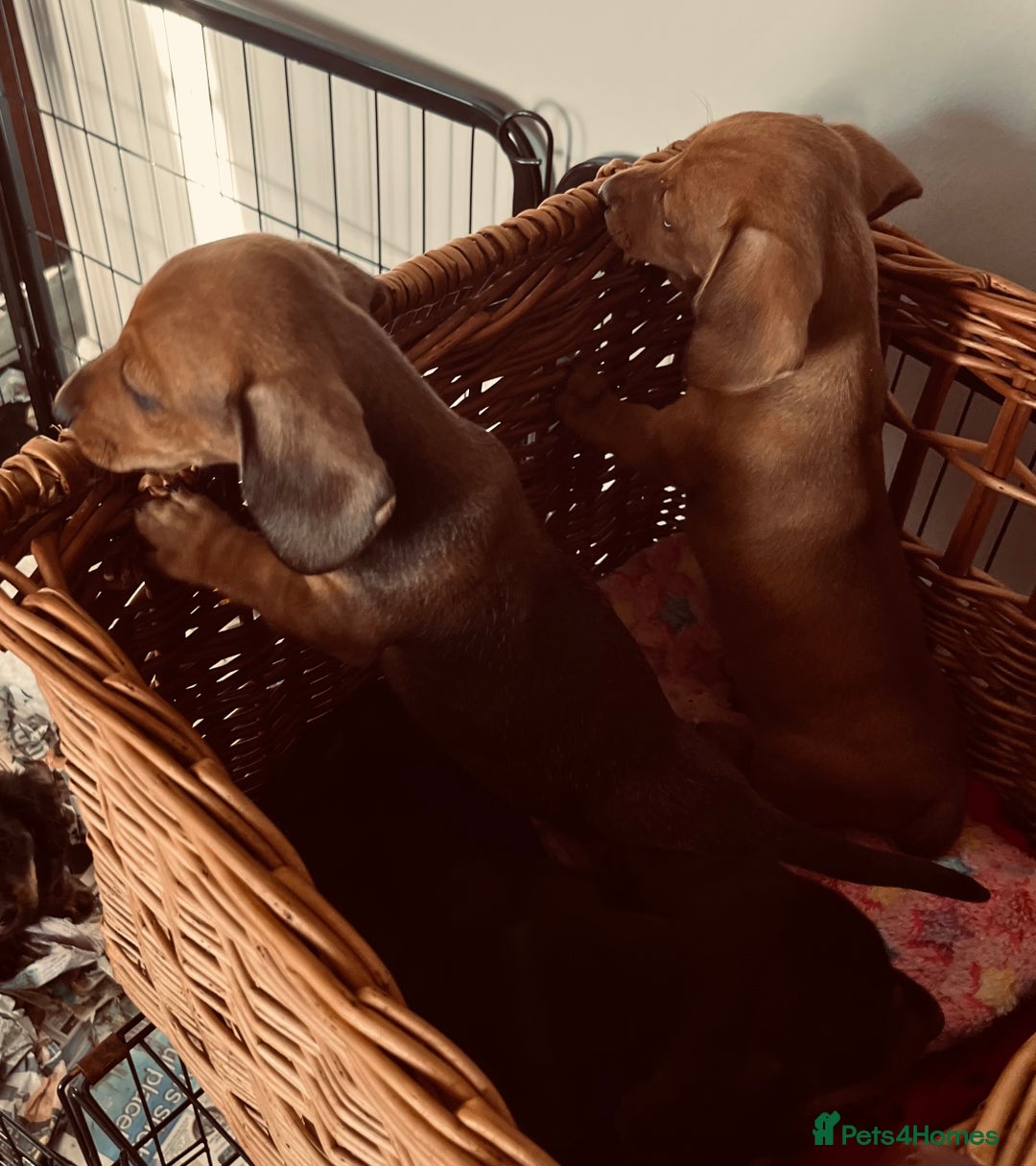 Miniature Dachshund dogs for sale: Beautiful Miniature Smooth Dachshunds  - Advert 5