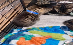Bengal cats for sale: Litter of five stunning bengal/tabby mix kittens  - Image 21