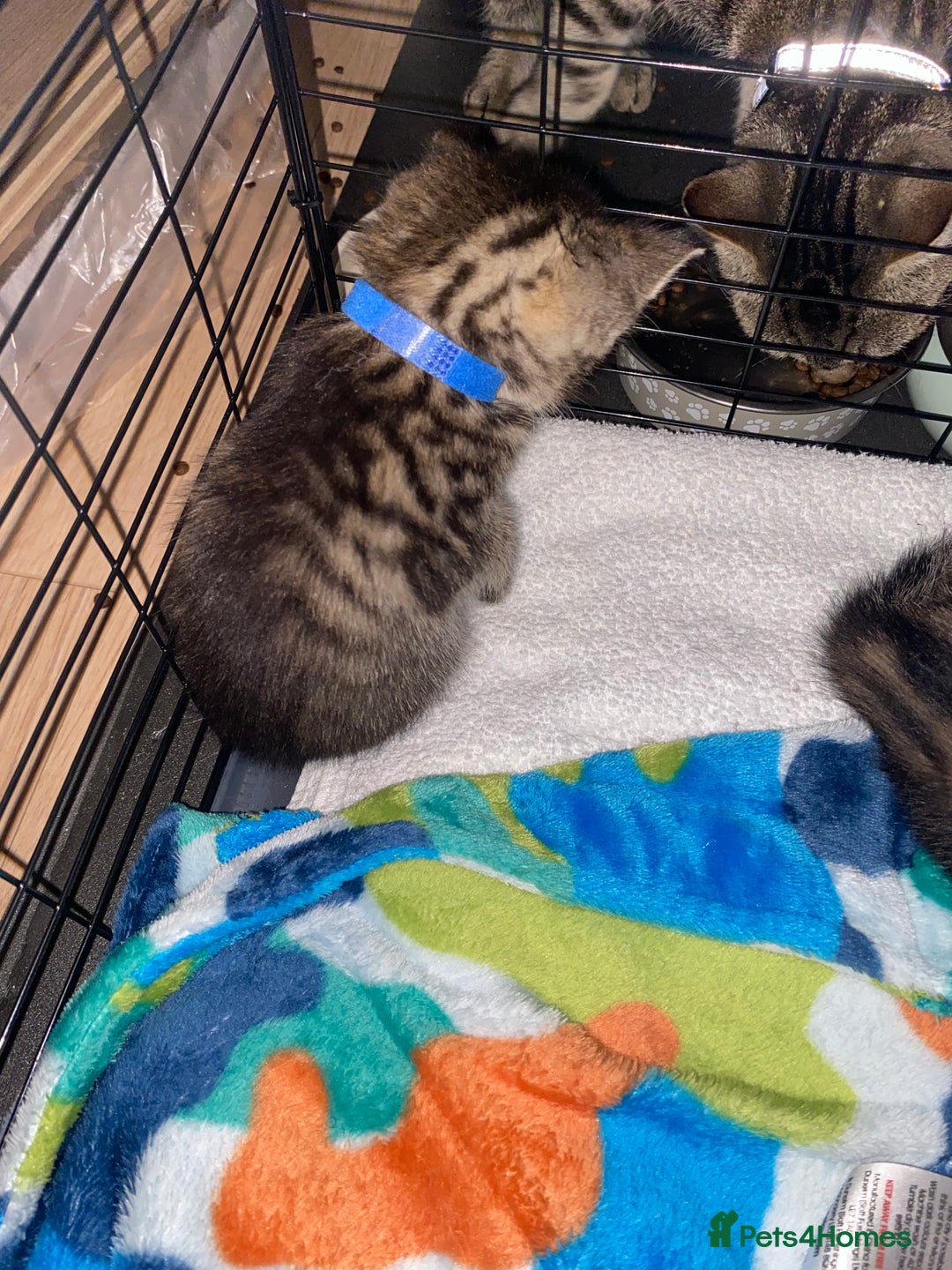 Bengal cats for sale: Litter of five stunning bengal/tabby mix kittens  - Image 21