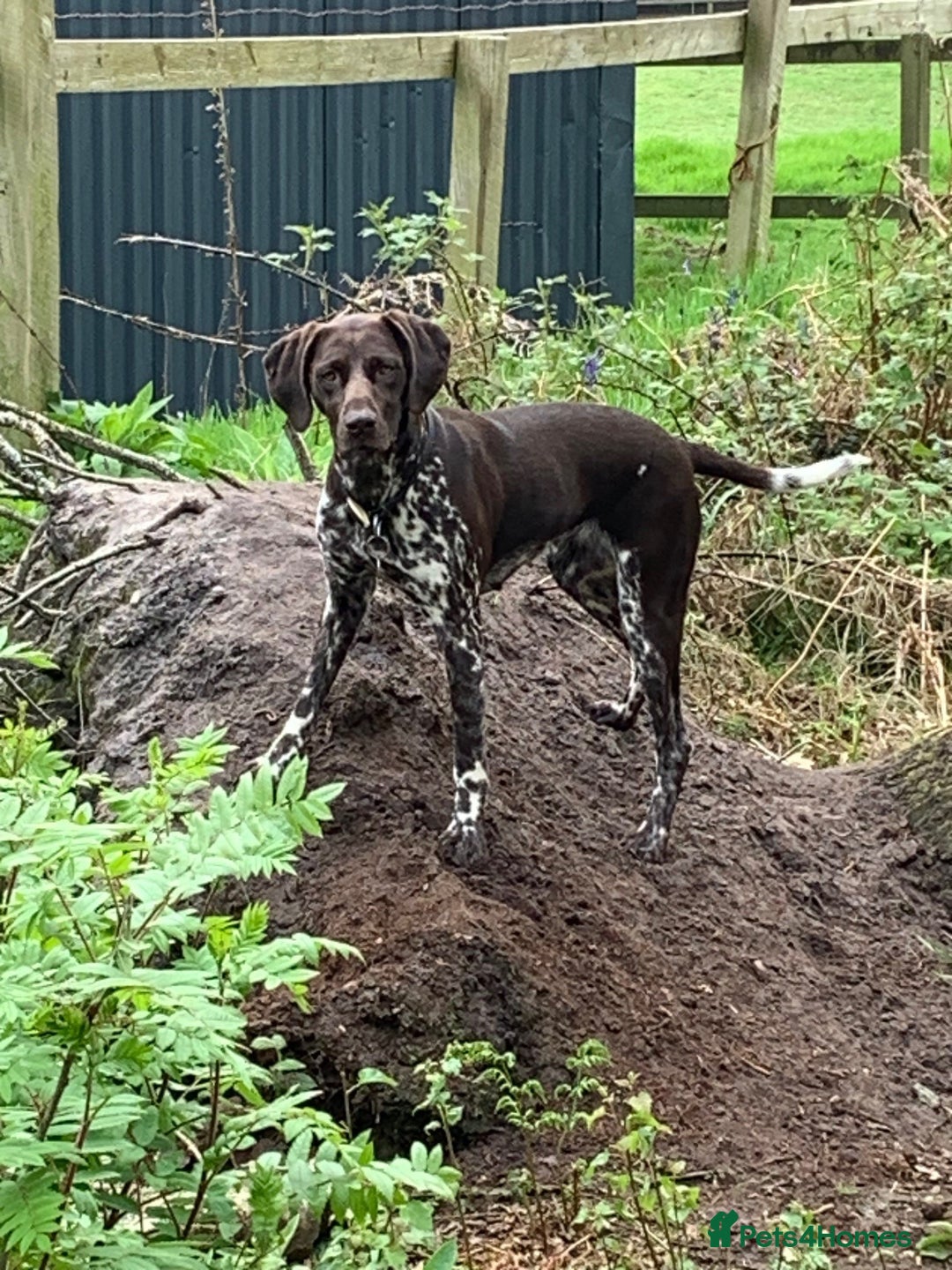 German Shorthaired Pointer dogs for sale: Litter due 21/08/2025 - Image 5