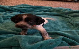 Cocker Spaniel dogs for sale: Georgous blue roan cocker spaniels - Image 35