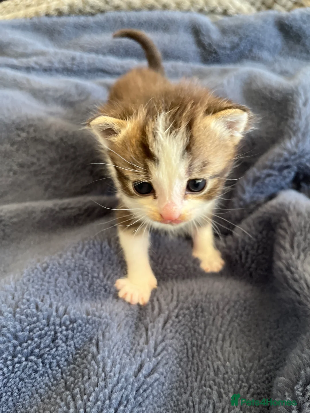 Mixed Breed cats for sale: Pretty part Maine coon kittens - Advert 1