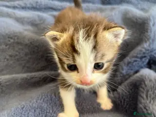 Mixed Breed cats Pretty part Maine coon kittens - Advert 6