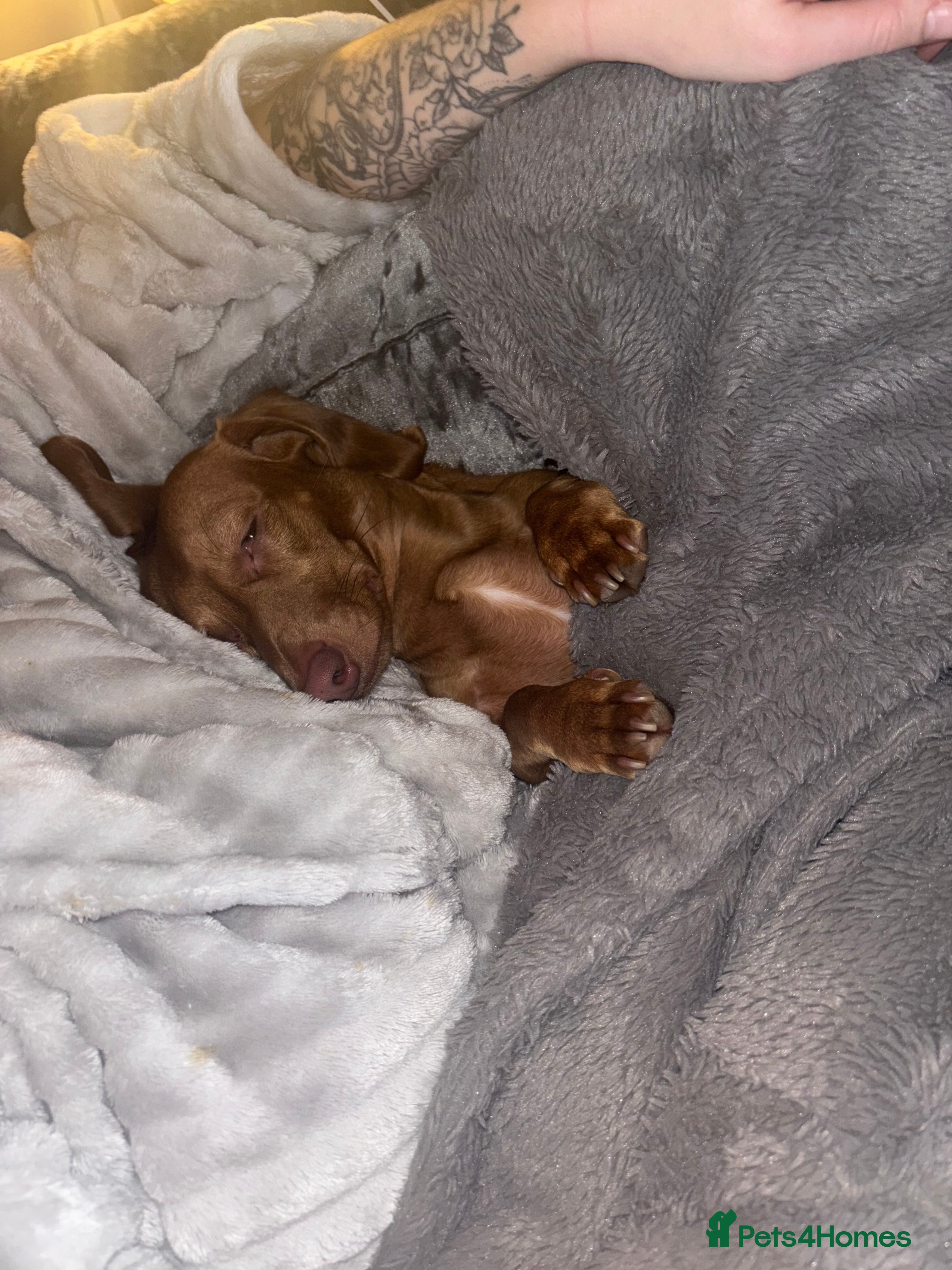 Dachshund dogs Male dauschund  - Advert 1