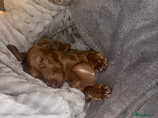 Dachshund dogs Male dauschund - Advert 1