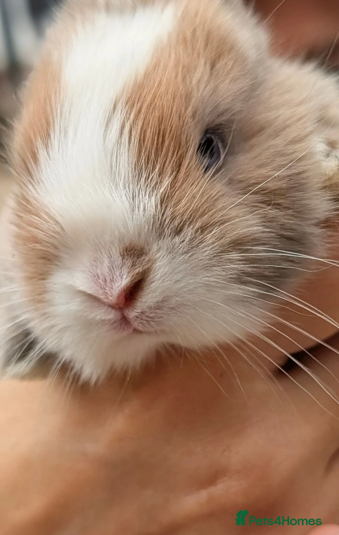 Mixed Breed rabbits for sale: Rabbits  in Wigan - Advert 1