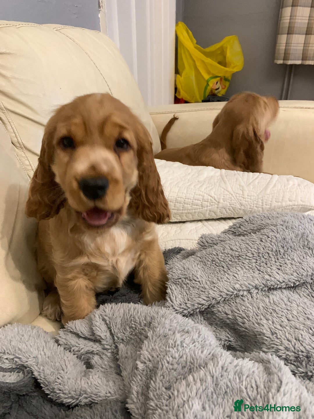 Cocker Spaniel dogs for sale: KC Registered Quality Show Type Cocker Puppies   - Advert 32