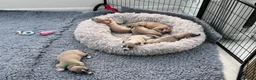 Whippet dogs for sale: KC whippet puppies  - Advert 9