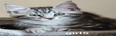 Maine Coon Kitten 5