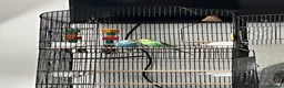 Budgerigars birds for sale: 2 beautiful baby budgies for sale in Stoke-on-Trent - Advert 9