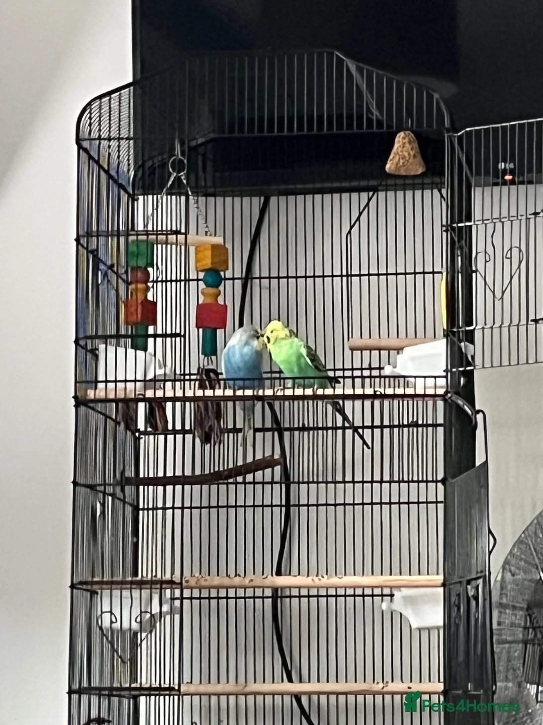 Budgerigars birds for sale: 2 beautiful baby budgies for sale in Stoke-on-Trent - Advert 9
