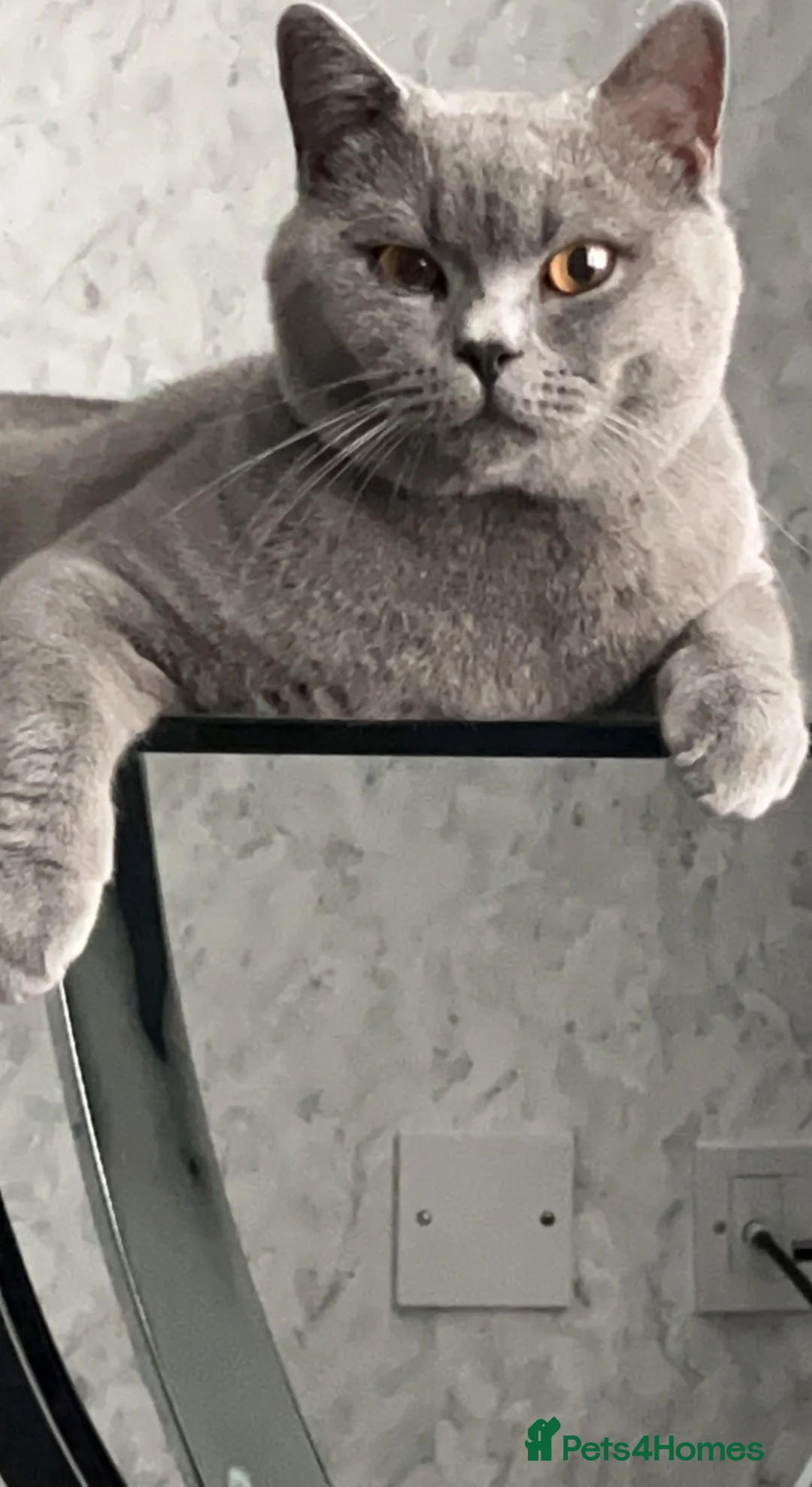 British Shorthair cats for stud: 🐈‍⬛ GIZZY THE STUD 🐈‍⬛ GCCF AND TICA REGISTERED  in Solihull - Advert 3