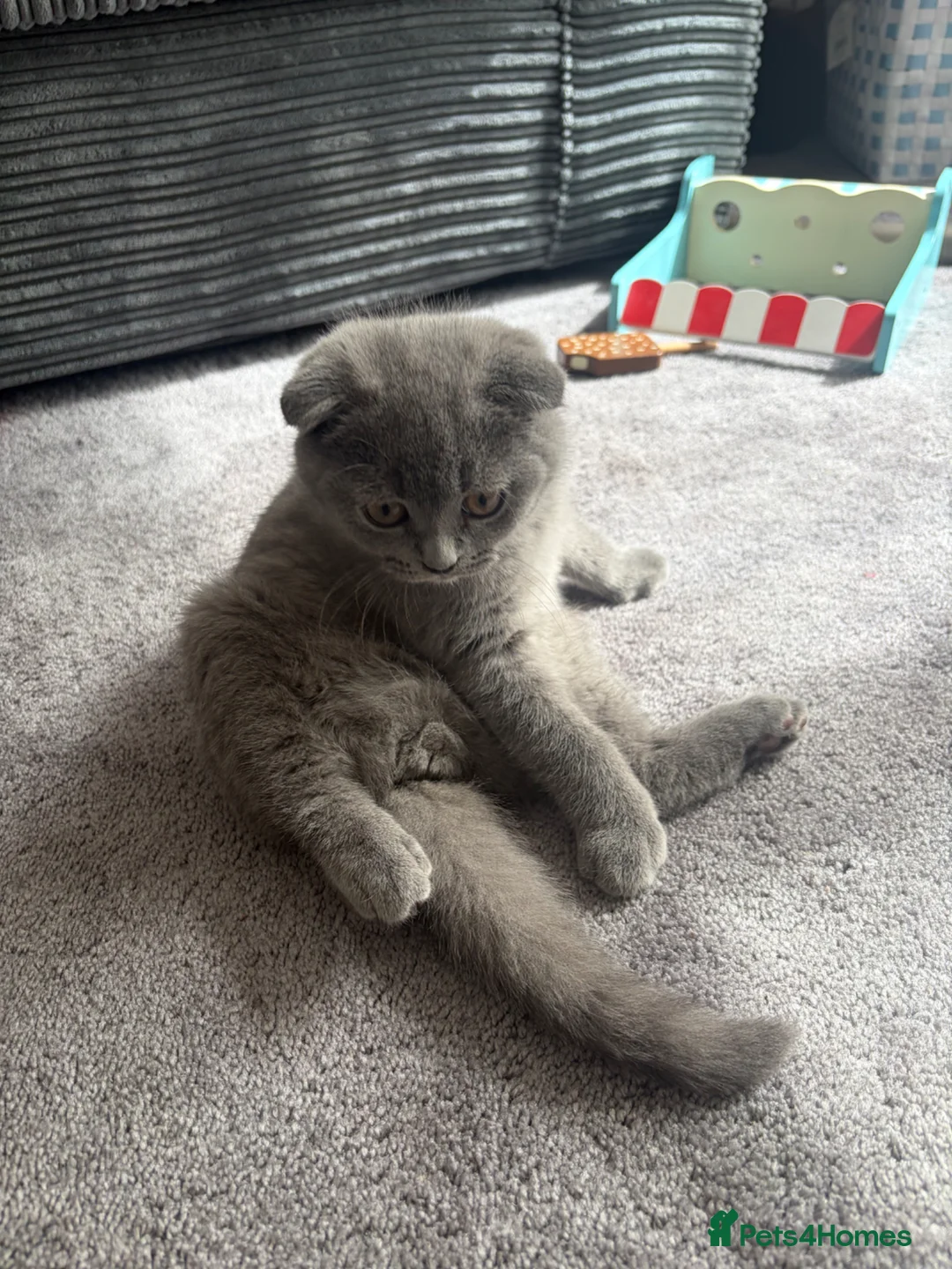 Scottish Fold cats for sale: Beautiful Scottish fold kitten - boy  - Advert 2