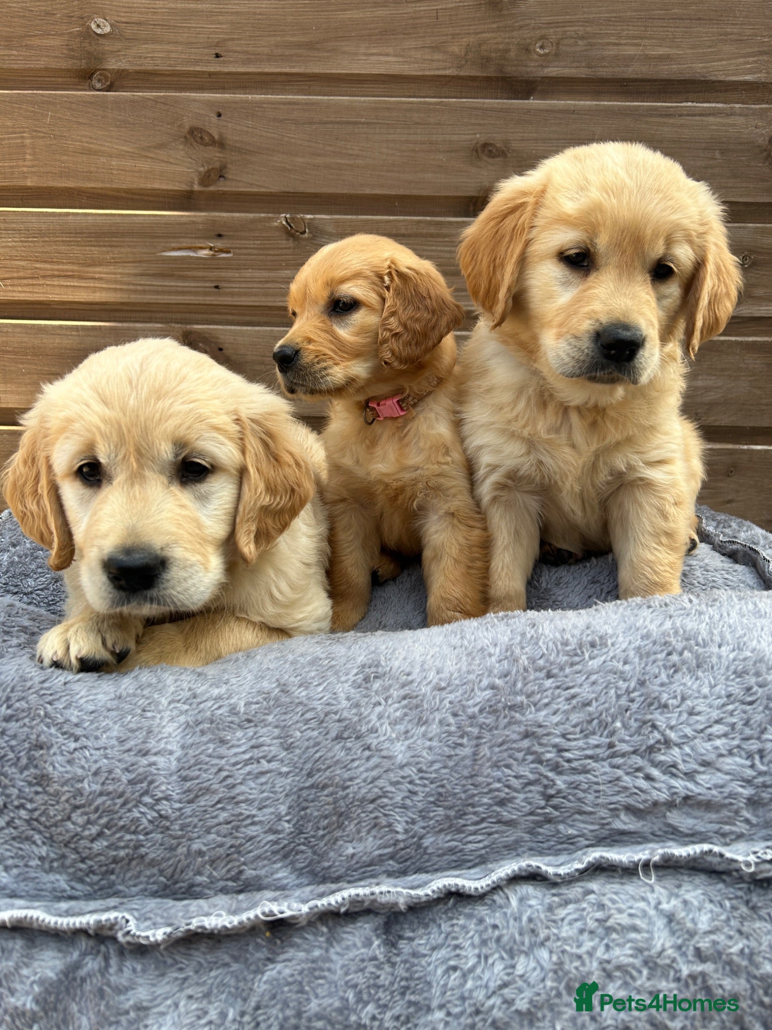 Golden Retriever dogs   Only 2 girls and 1 boy left.💙🩷 - Advert 10