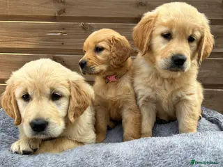 Golden Retriever dogs Only 2 girls and 1 boy left.💙🩷 - Advert 10