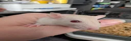 Rat rodents for sale: 3 X Siamese female baby rats  - Advert 3