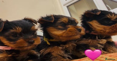 Yorkshire Terrier dogs - Advert 4