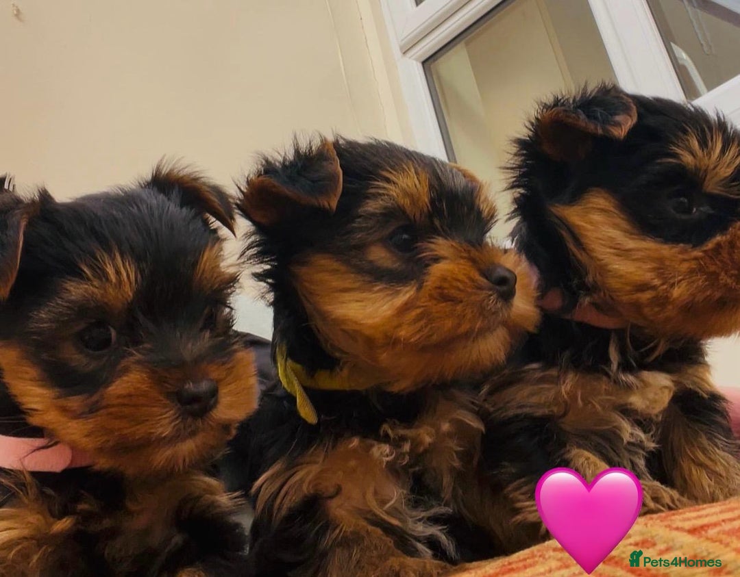 Yorkshire Terrier dogs for sale: Yorkshire terrier puppies - Image 2