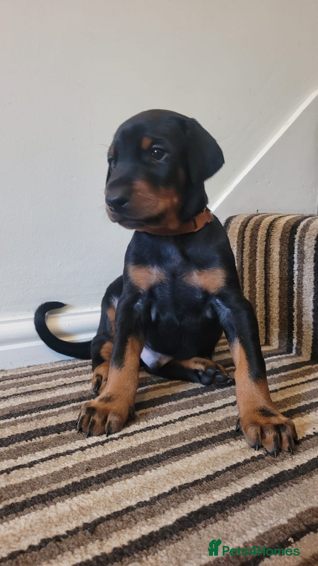 Dobermann dogs for sale: Exceptional Doberman - Advert 15