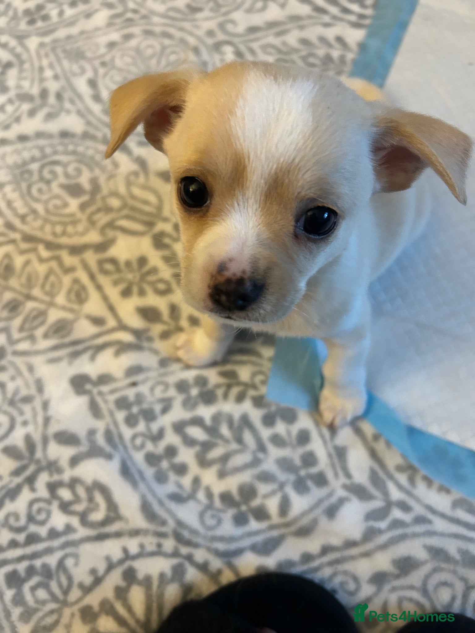 Chihuahua dogs Beautiful chihuahua babies - Advert 2