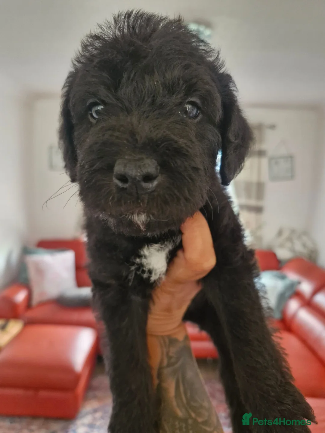 Mixed Breed dogs for sale: Jack russell x bedlington terrier  - Advert 13