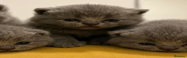 Jake