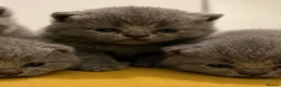 British Shorthair cats for sale: British shorthair kittens💛 - Advert 5