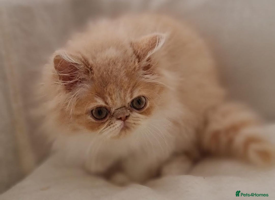 Persian cats for sale: Persian Kittens Looking For New Home - Image 11