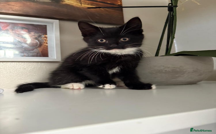 Mixed Breed cats Long haired black and white kittens  - Advert 14