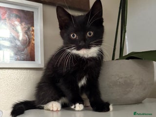 Mixed Breed cats Long haired black and white kittens - Advert 15