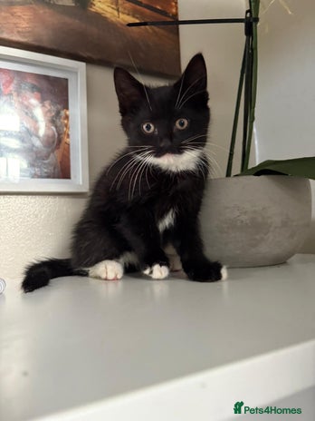 Mixed Breed cats Long haired black and white kittens - Advert 14