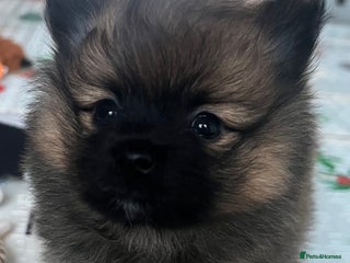 Pomeranian dogs Gorgeous Fluffy Pomeranian Puppies - 1 Boy - Advert 3