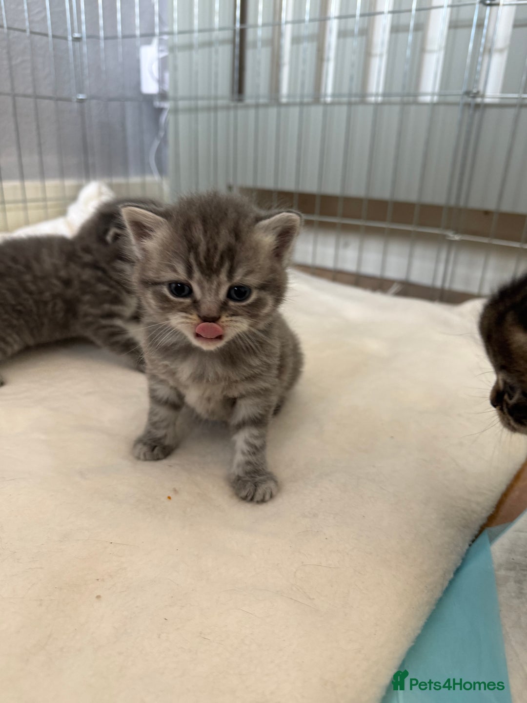 Scottish Fold cats for sale: Scottish fold kittens  - Image 26