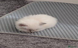 Ragdoll cats for sale: Stunning fluffy show quality ragdolls  - Image 24