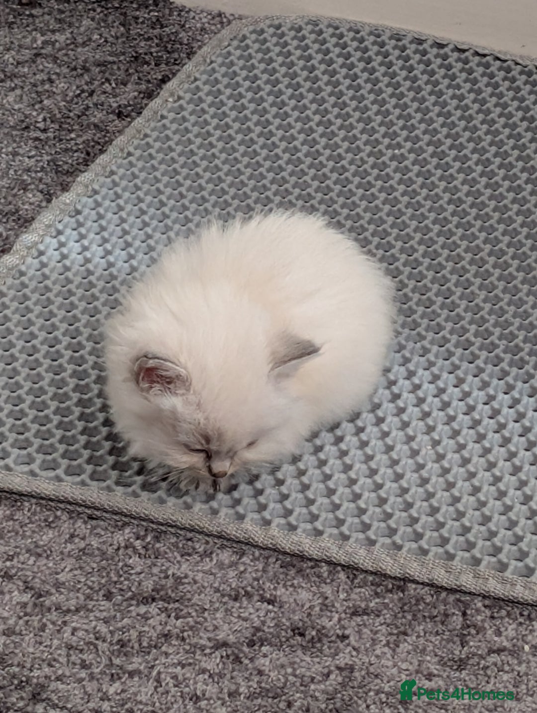 Ragdoll cats for sale: Stunning fluffy show quality ragdolls  - Image 24