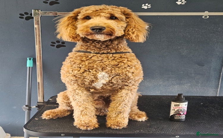 Goldendoodle dogs - Advert 1