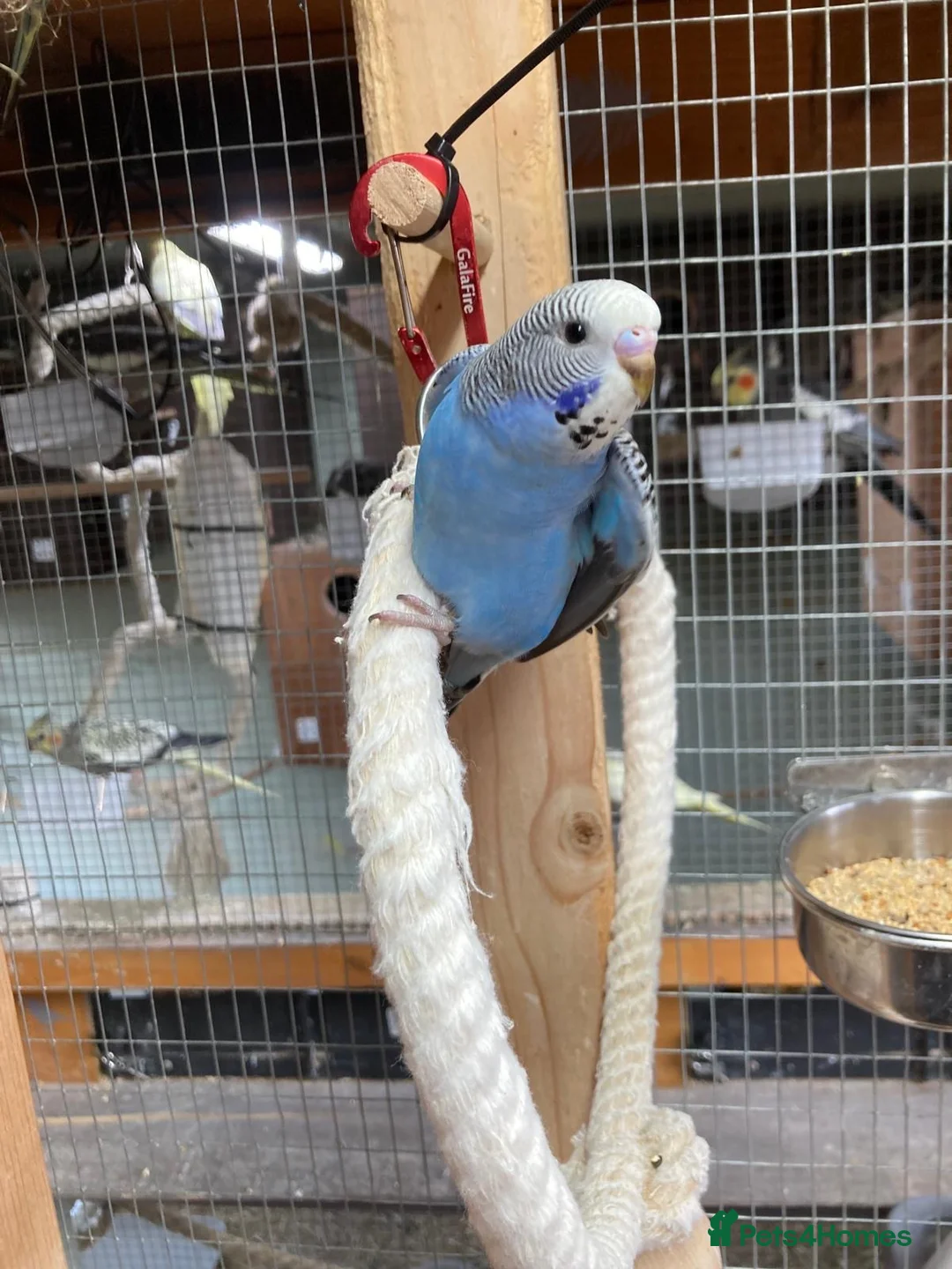 Budgerigars birds for sale: Baby budgies  - Advert 14