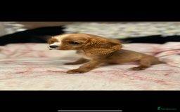 Cavalier King Charles Spaniel dogs for sale: 🐶KC Cavalier King Charles Puppies ready today! 🐶 - Image 5