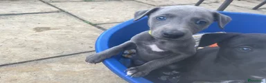 Whippet Puppy 8