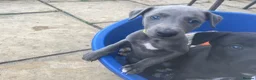Whippet dogs for sale: Stunning KC whippet girl puppy  - Advert 26