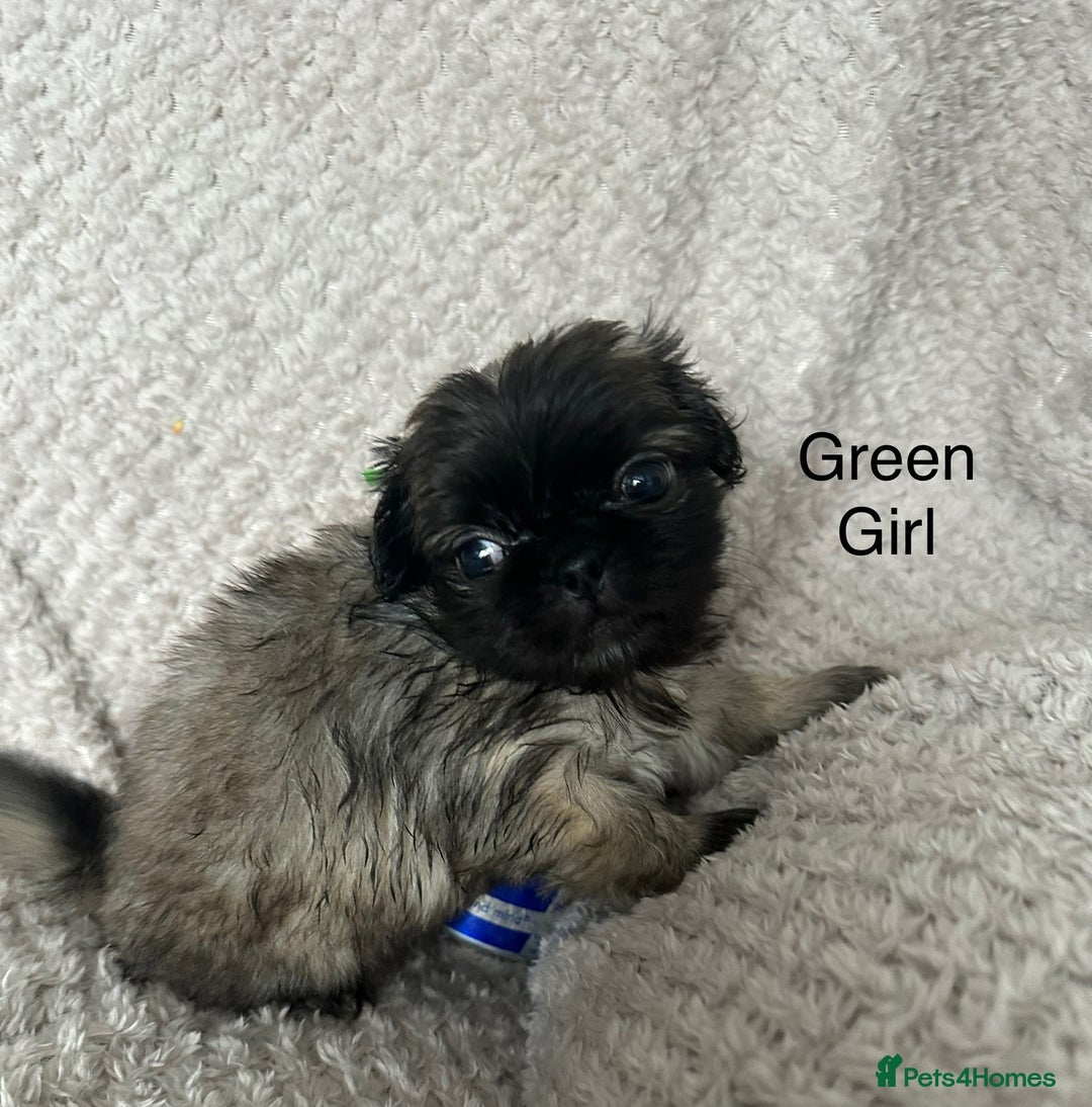 Mixed Breed dogs for sale: Tiny Pugingese pups  - Image 23