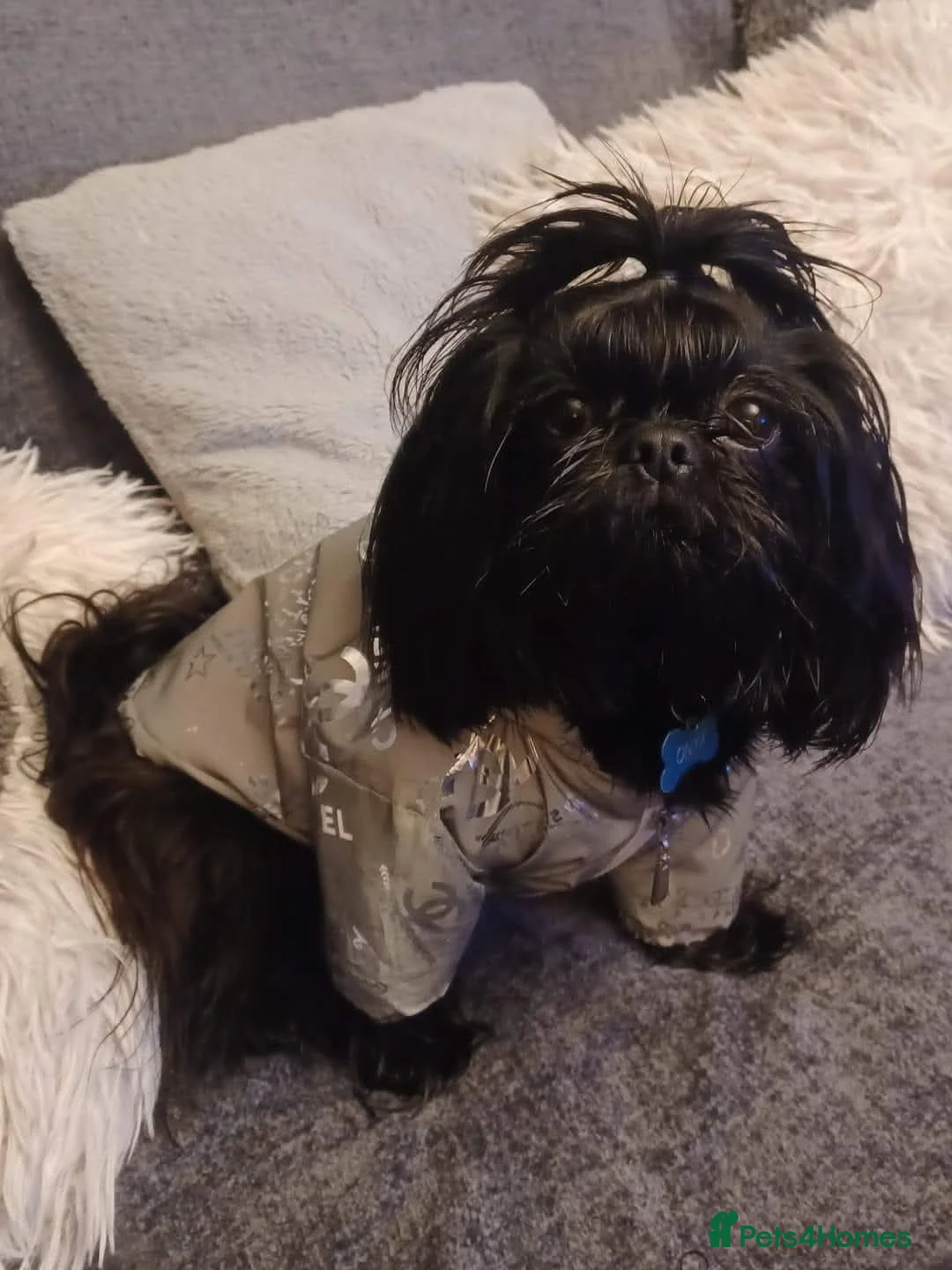 Shih Tzu dogs for stud: Stunning imperial shih-tzu stud - Advert 2