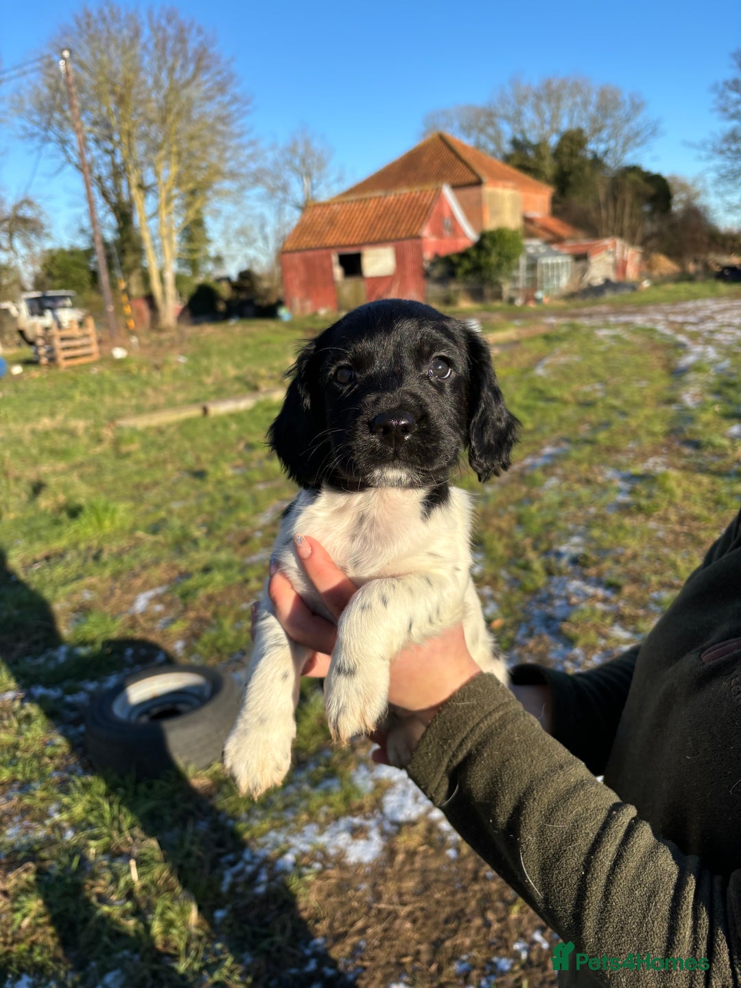 Sprocker dogs for sale: Sprocker puppies  - Advert 4
