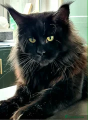 Julian