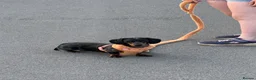 Miniature Dachshund dogs for sale: Blue Dapple Adult Female  - Advert 2