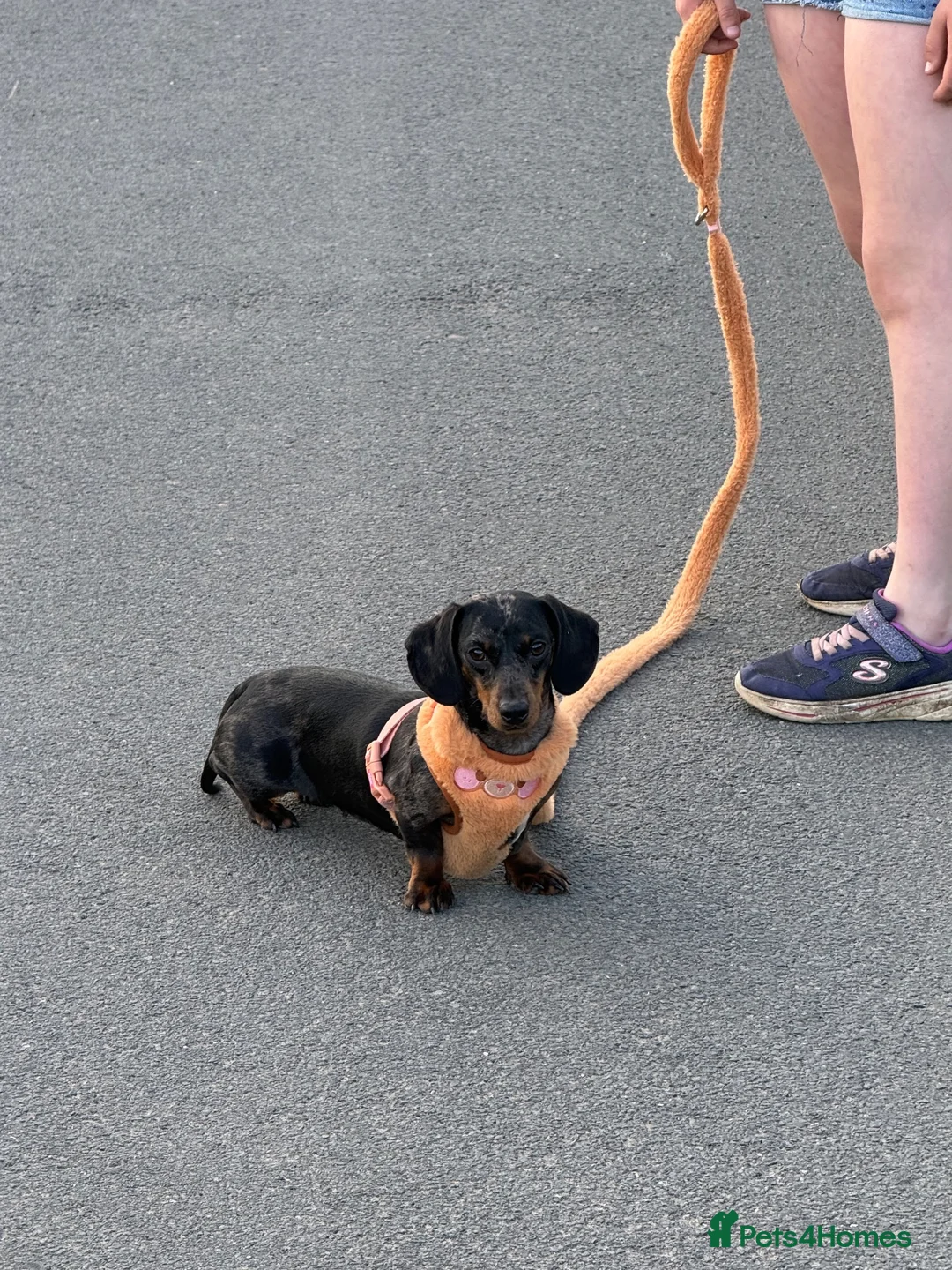 Miniature Dachshund dogs for sale: Blue Dapple Adult Female  - Advert 2
