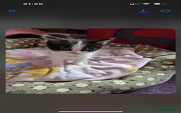 Domestic Shorthair cats for sale: READY TO LEAVE NOW 5x black and white kittens  - Image 4