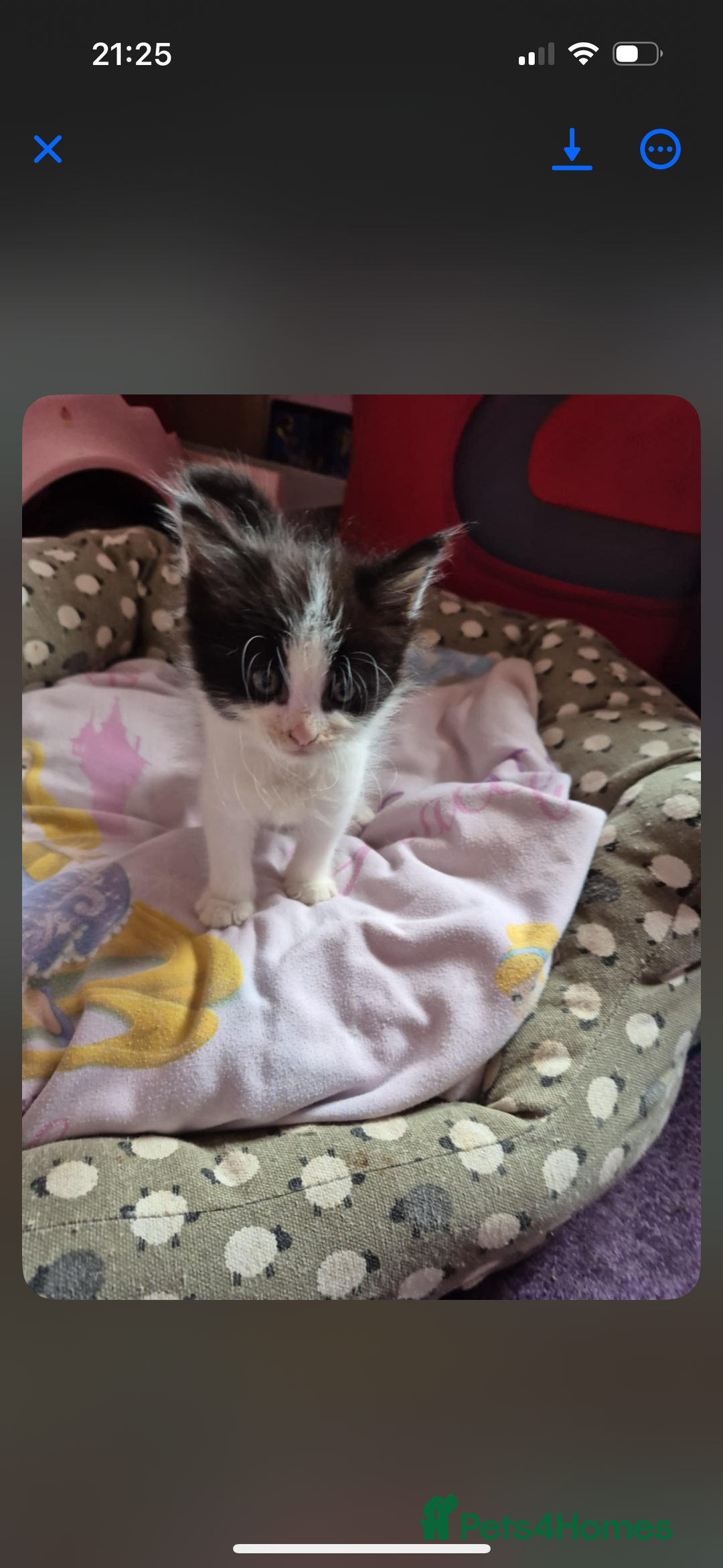 Domestic Shorthair cats for sale: READY TO LEAVE NOW 5x black and white kittens  - Image 4