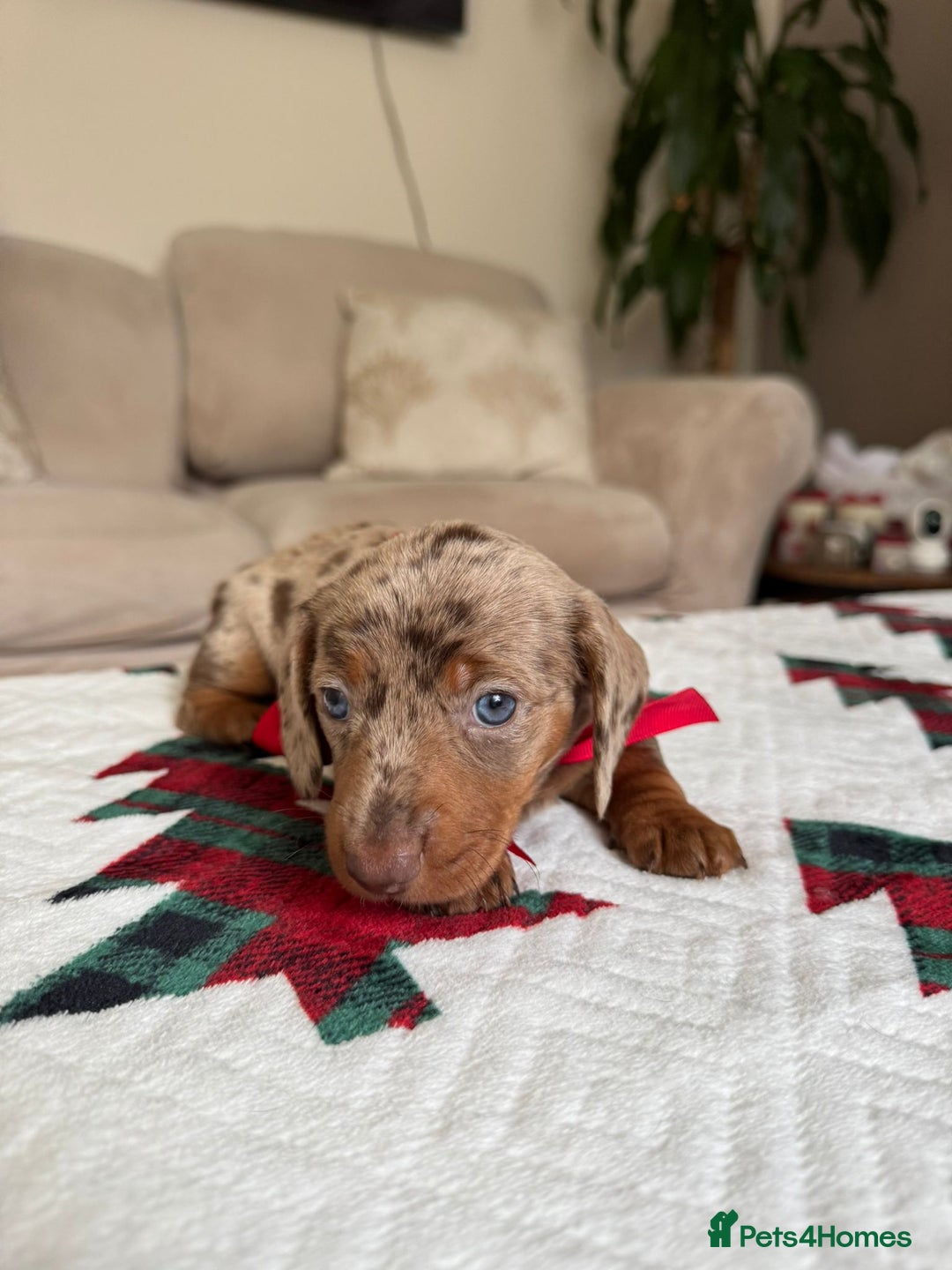 Miniature Dachshund dogs for sale: Miniature Dachshund puppies. Readying Soon! - Image 27